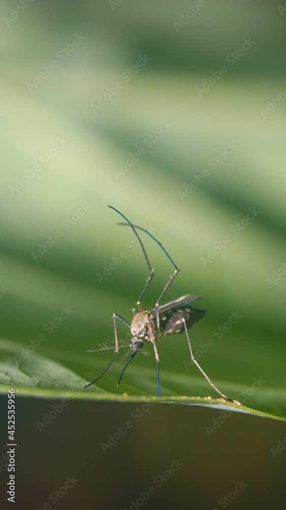 Mosquito on a leaf Mosquito on a leaf