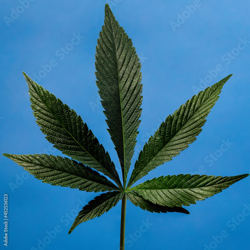 cannabis leaf on blue background