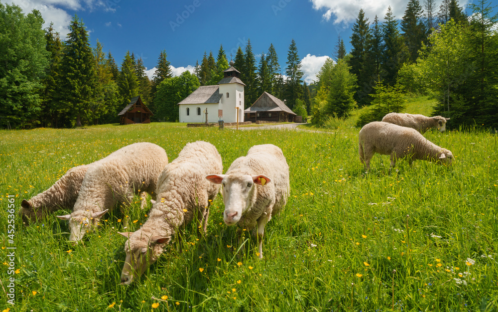 The traditional settlement of Slovakia preserved in the museum of the Kysucká village during the summer with sheep in the foreground The traditional settlement of Slovakia preserved in the museum of the Kysucká village during the summer with sheep in the foreground