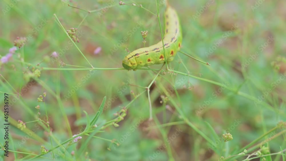 Macro gimbal shot of white lined sphinx moth caterpillar on vegetation Macro gimbal shot of white lined sphinx moth caterpillar on vegetation
