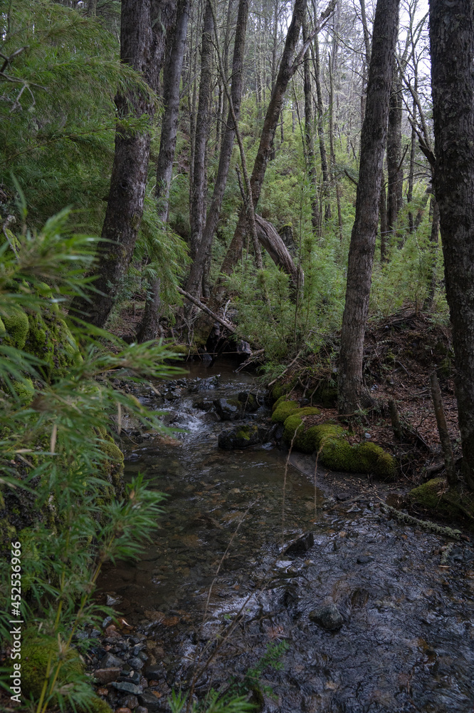 Enchanting view of the stream flowing across the green forest in Patagonia Argentina. 