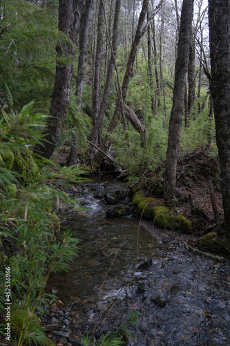 Enchanting view of the stream flowing across the green forest in Patagonia Argentina. 