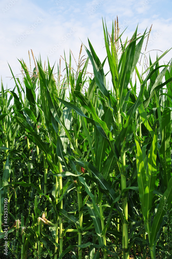 Fototapeta premium Young corn plants. Background, texture, summer. Plants against the sky.