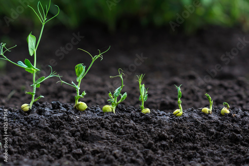 Photography Green peas sprouts growing in the soil,  germinating  plant  seedlings in the fa