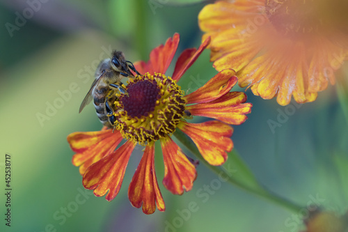 Side view of a honey bee sucking nectar from a red and orange coneflower with beautiful background colors