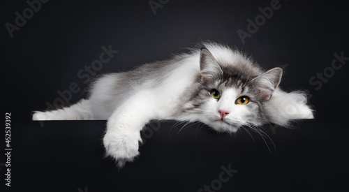 Funny picture of magnificent silver with white adult female Norwegian Forestcat, laying completelly flat on edge.  Looking towards camera with green orange odd eyes. Isolated on a black background. photo
