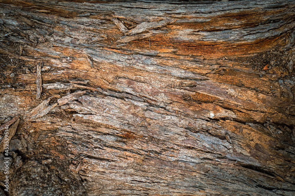 Pine trunk surface and texture