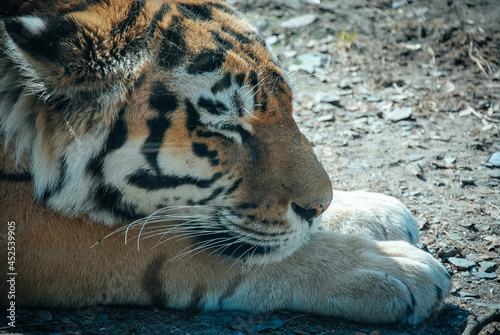 sleeping tiger face portrait tiger sleeps on a sunny day on its paws