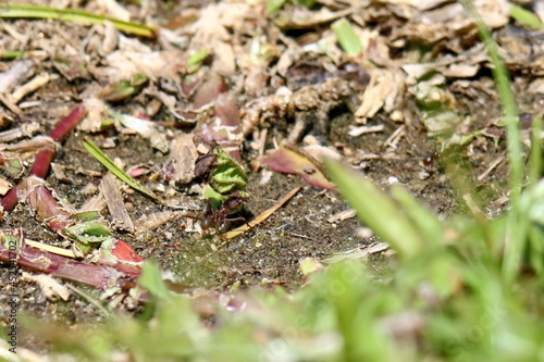 Leafcutter ant in a field in the Intag Valley outside of Apuela, Ecuador