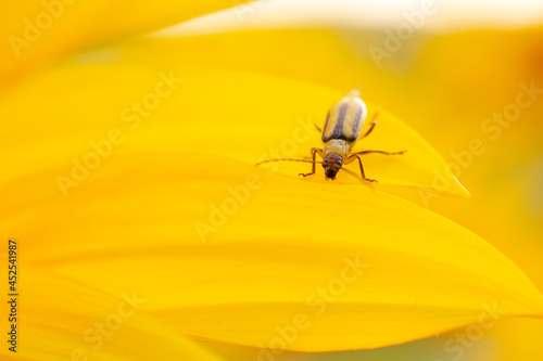 Western corn beetle - Diabrotica virgifera. Sunflower, a harmful insect corn beetle on a yellow background, close-up. Beetle Diabrotica virgifera close-up on a yellow background. Diabrotica virgifera. photo