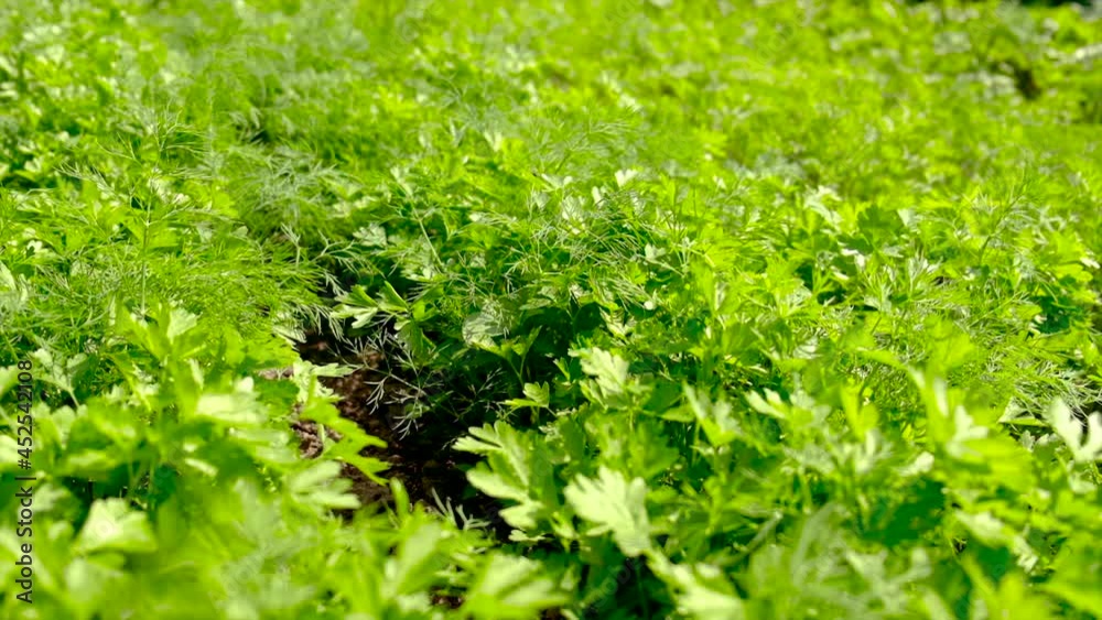 Greens grow in the garden dill and parsley. Selective focus. Greens grow in the garden dill and parsley. Selective focus.
