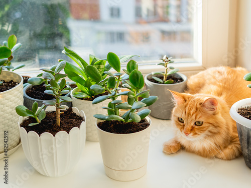Cute ginger cat lying on window sill among flower pots with houseplants. Fluffy domestic animal near succulent Crassula plants. Cozy home lit with sunlight.