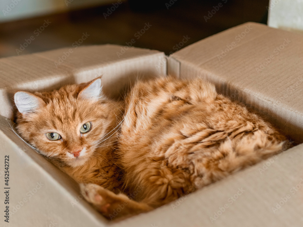Cute ginger cat curled up in carton box. Fluffy pet is staring in camera. Little ball of fur sleeps anywhere.
