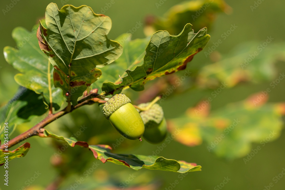 Acorns growing on branches of the Common oak (Quercus robur) in Estonian nature Acorns growing on branches of the Common oak (Quercus robur) in Estonian nature