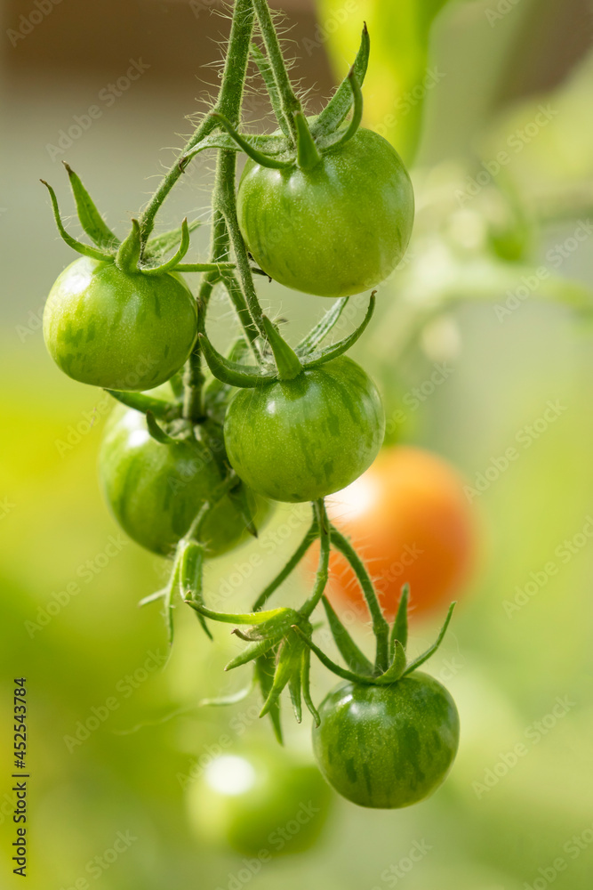 Bunch of green tomatoes hanging on the plant. Growing tomato in a greenhouse