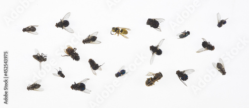 dead flies isolated on white background © serikbaib
