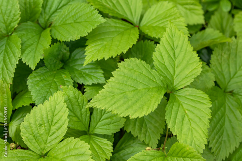 Bilde på lerret Green leaves of Rubus arcticus known also as Arctic bramble or Arctic raspberry
