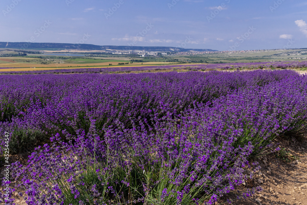 Naklejka premium Blooming lavender in the summer. lavender blooming scented flowers.