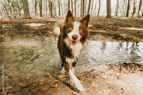 Fototapeta Naklejka Na Ścianę i Meble -  Dirty and happy border collie dog playing in a mud puddle on summer and spring season