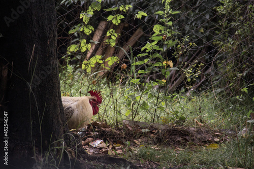 Closeup shot of a rooster walking on the ground under the tree photo