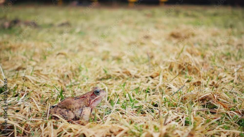 Frog jumping in the spring grass, slow motion Frog jumping in the spring grass, slow motion