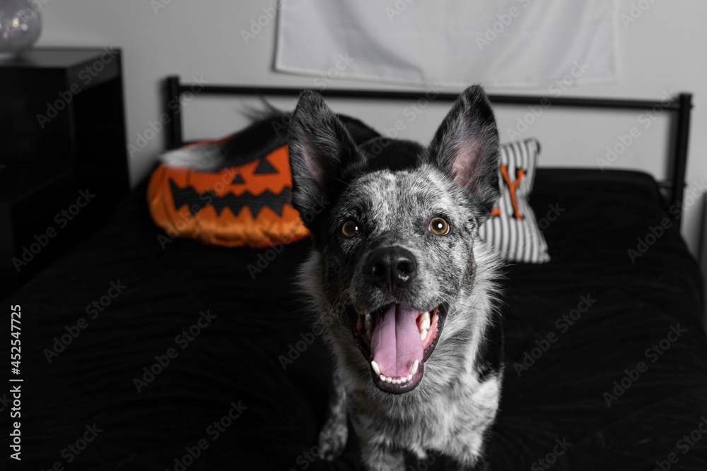 Halloween dog smiling for camera while sitting on a bed Halloween dog smiling for camera while sitting on a bed