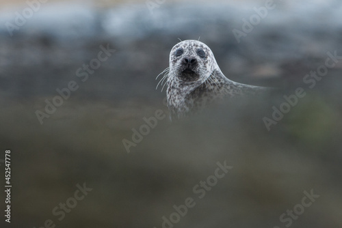 Seal on the beach, shetlands. Scotland United Kingdom