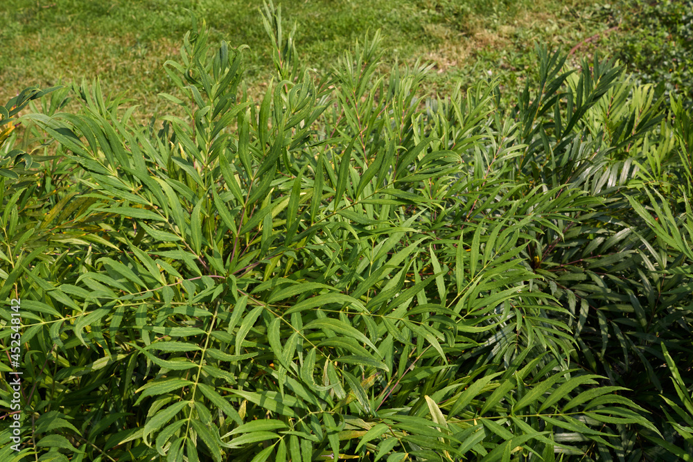 Mahonia fortunei shrub Mahonia fortunei shrub