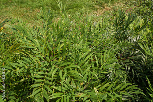 Mahonia fortunei shrub