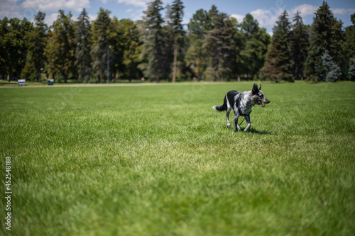 Blue heeler mix playing at the park during summer