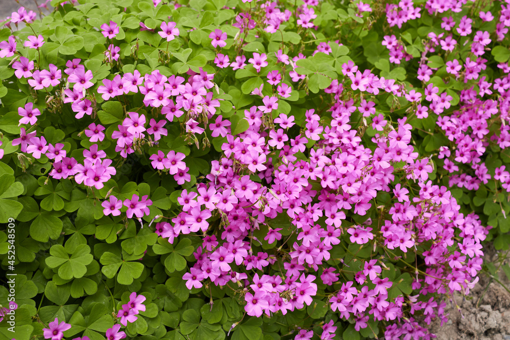 Obraz premium Oxalis articulata 
