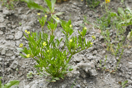 Ranunculus arvensis  photo