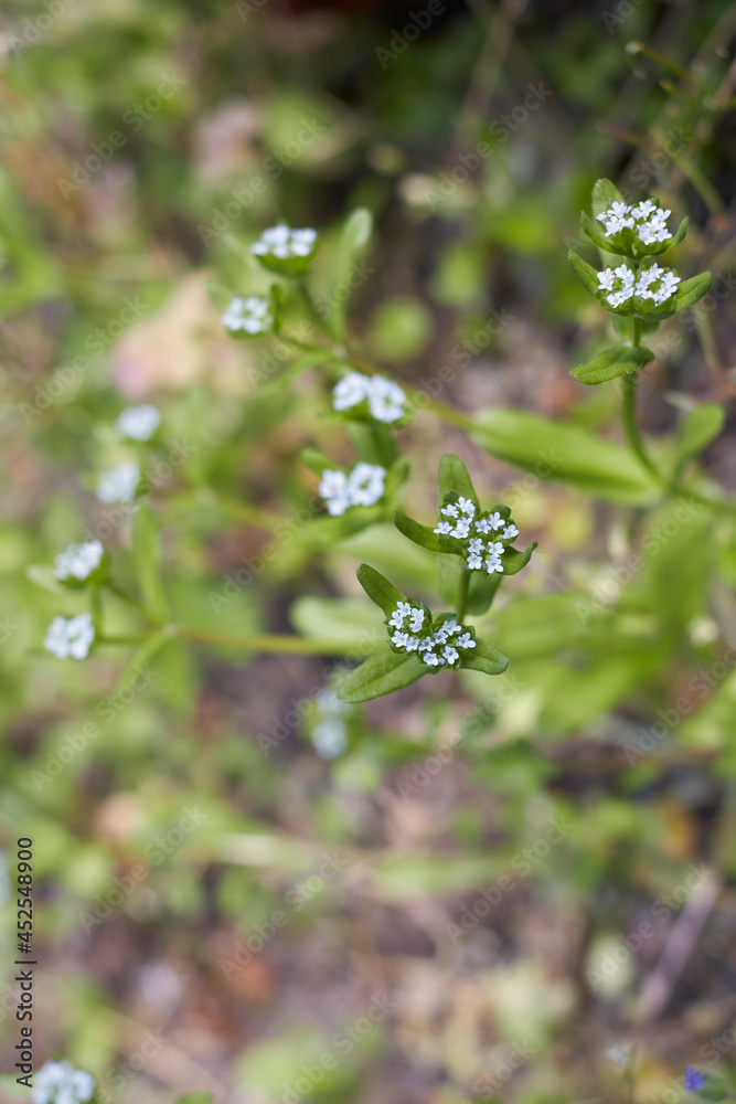 Valerianella locusta 