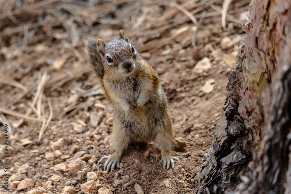 Golden-mantled ground Squirrel (callospermophilus lateralis), standing on hind legs near tree, looking towards camera. Rocks and pine needles in background.
Golden-mantled ground Squirrel (callospermophilus lateralis), standing on hind legs near tree, looking towards camera. Rocks and pine needles in background.