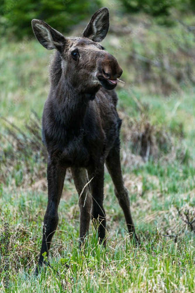 Fototapeta premium Young Moose in Colorado