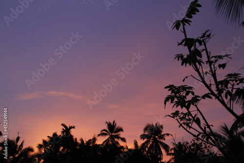 Silhouette of trees during sunset