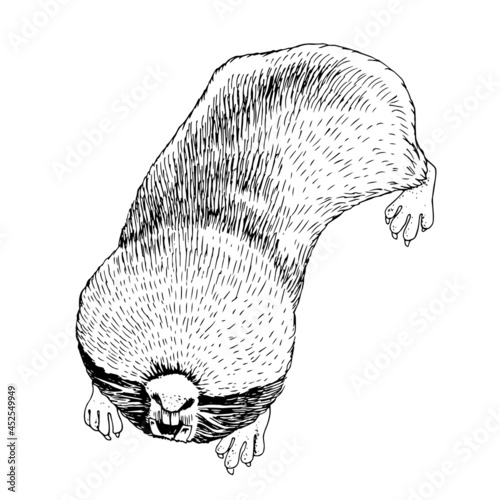 Hand darawn monochrome greater mole rat.