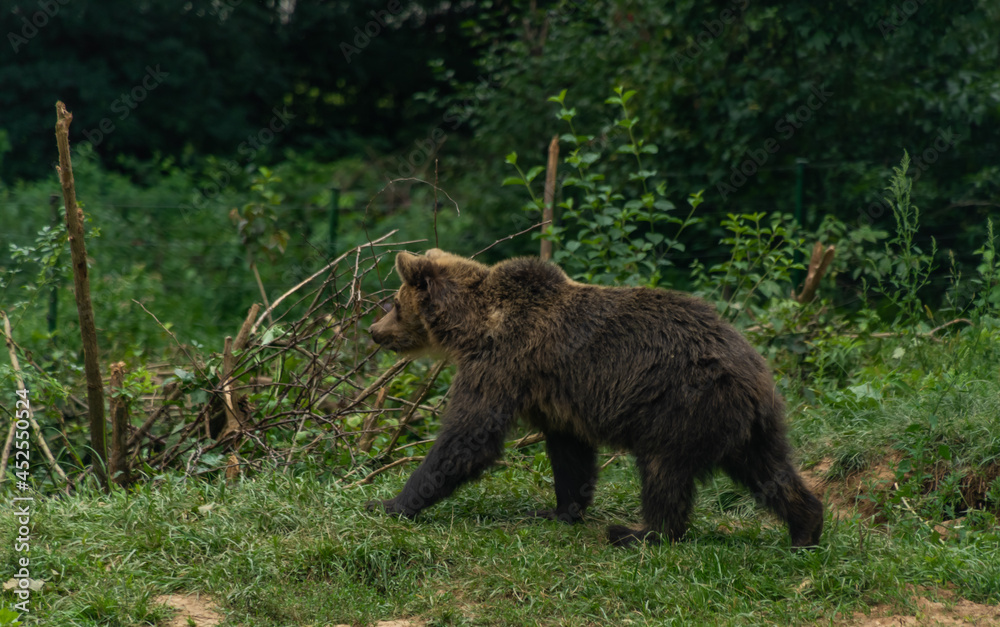 Brown big bear running on green grass Brown big bear running on green grass