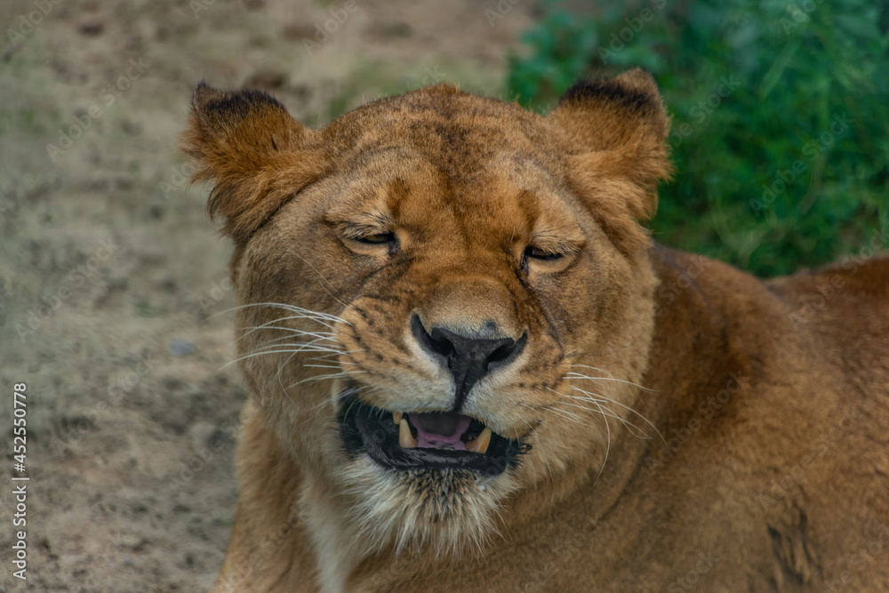 Lioness orange head after sleeping in hot summer day Lioness orange head after sleeping in hot summer day