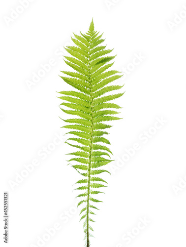 Young leaf of Fern isolated on white background