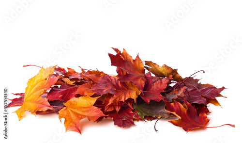 Konstfotografi Heap of different colorful Maple leaves isolated on white background