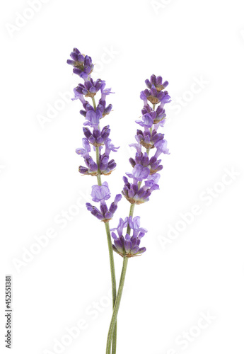 Two sprigs  of lavender isolated on white background.