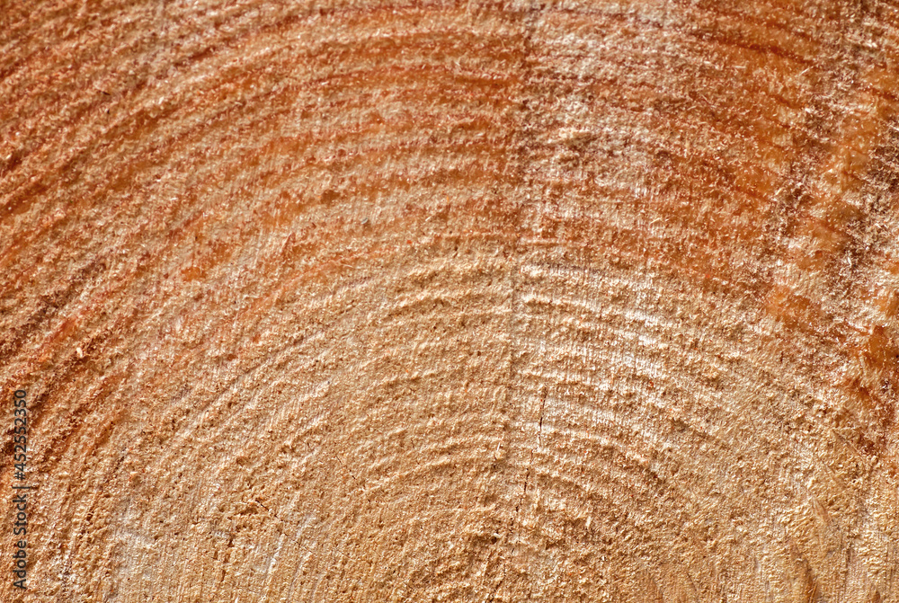 Naklejka premium Pine wood texture