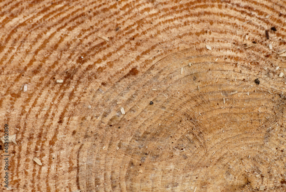 Naklejka premium Pine wood texture