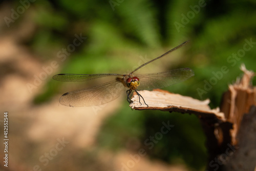 Close-up dragonfly on green background