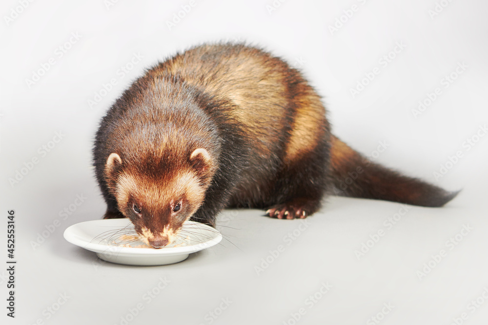Studio portrait of adult ferret male isolated on background Studio portrait of adult ferret male isolated on background