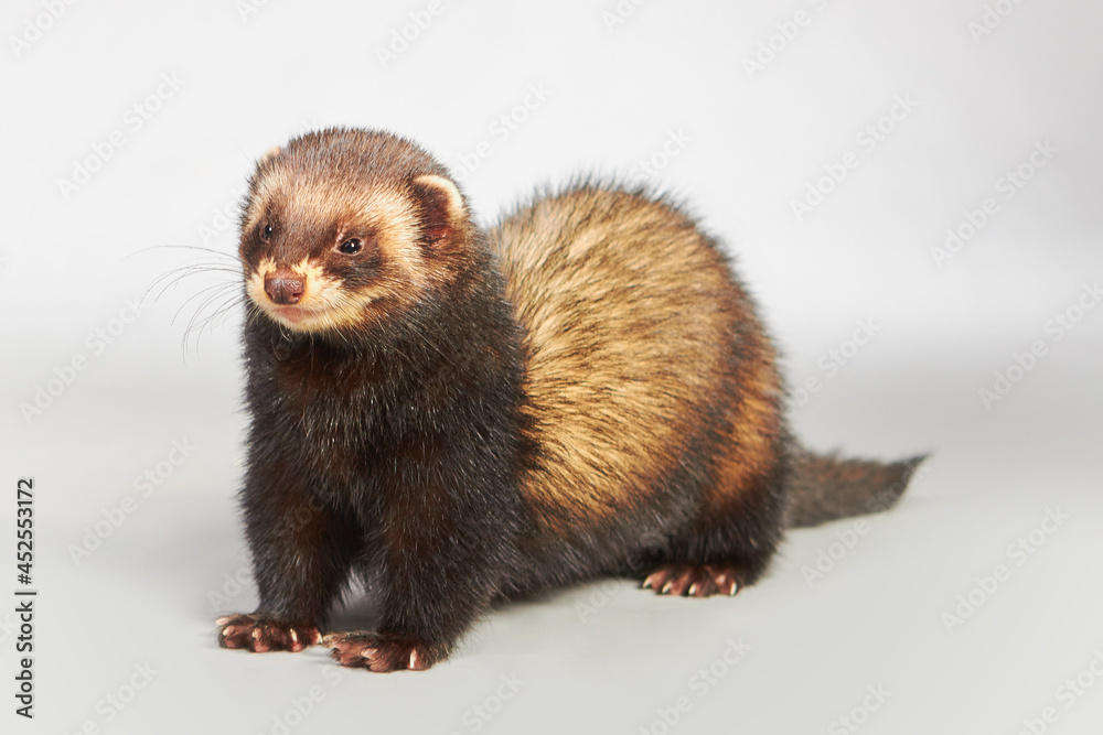 Studio portrait of adult ferret male isolated on background Studio portrait of adult ferret male isolated on background