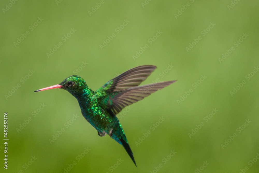 Fototapeta premium colibri