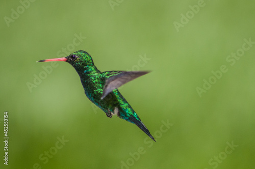 colibri © nadia