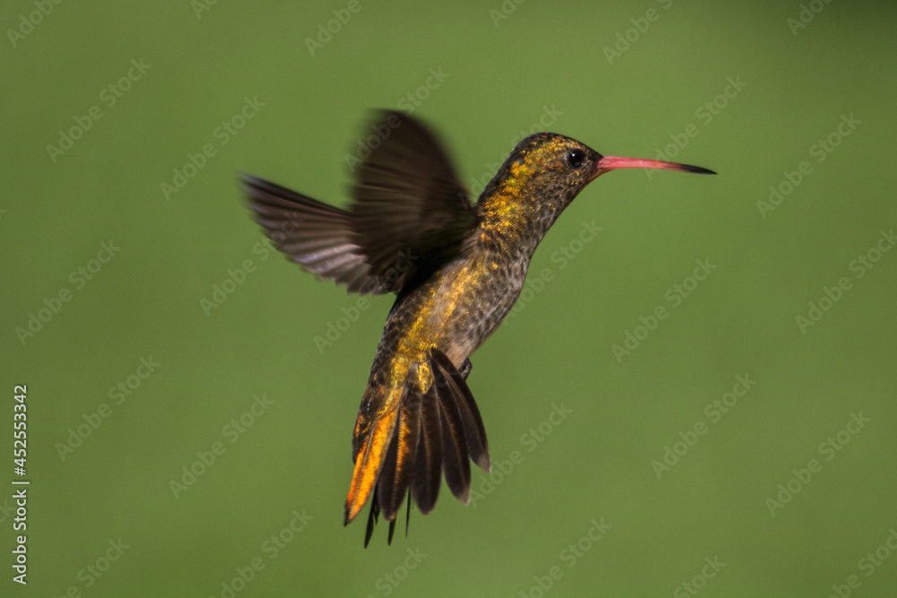 Obraz premium colibri